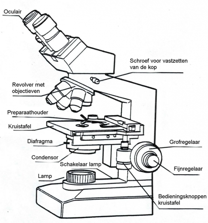 Lichtmicroscoop