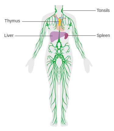 Lymfevatstelsel