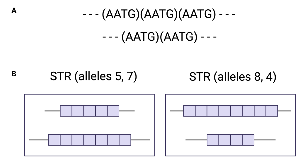 Figure 15.4 DNA length polymorphisms. A. Representation of length polymorphism. B. Example of STR polymorphism possibilities of various individuals.