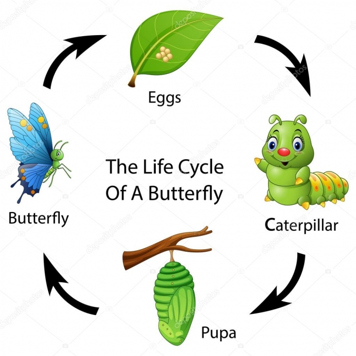 Levenscyclus van een vlinder