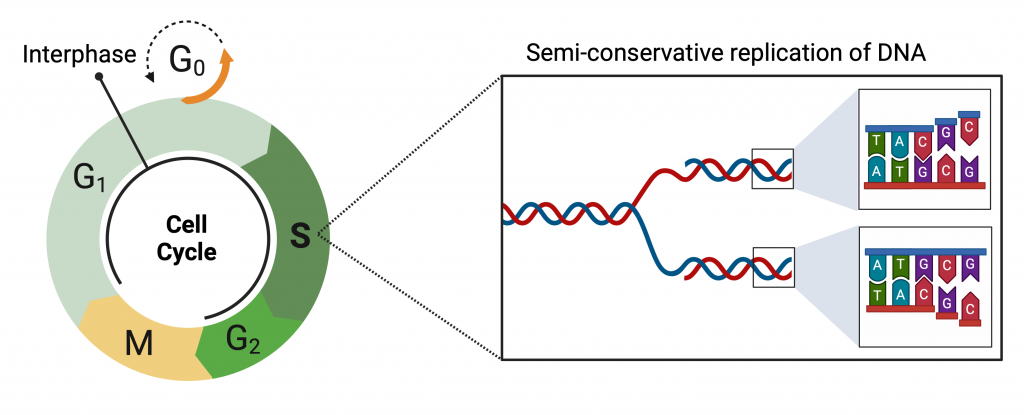 Figure 3.3 The cell cycle and a semiconservative model of DNA replication. In the S-phase of the interphase of cell division, genetic information is duplicated, which is then evenly redistributed to the daughter cells. DNA replication takes place on the basis of a semiconservative model, according to which each DNA molecule consists of one parent strand, which provides a template for the synthesis of a new DNA strand.