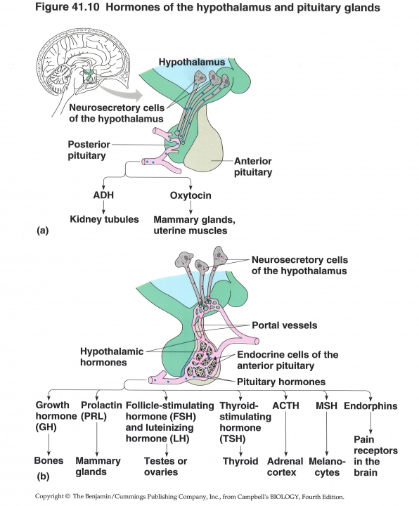 hypothalamus en hyupofyse