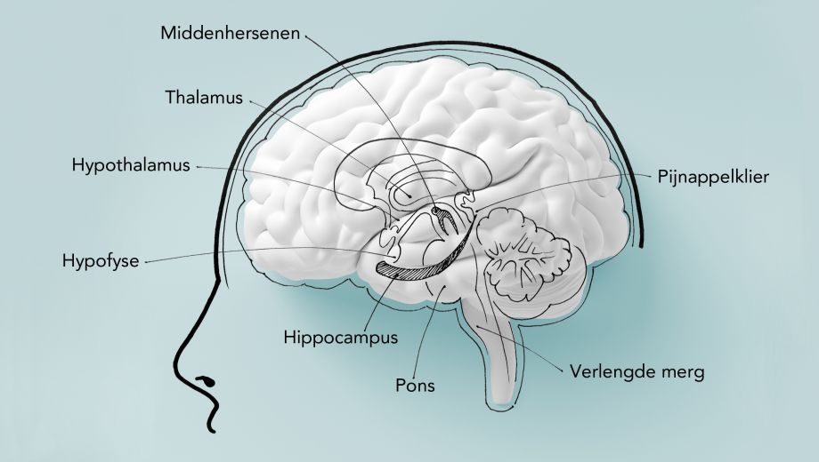 ligging epifyse (pijnappelklier)