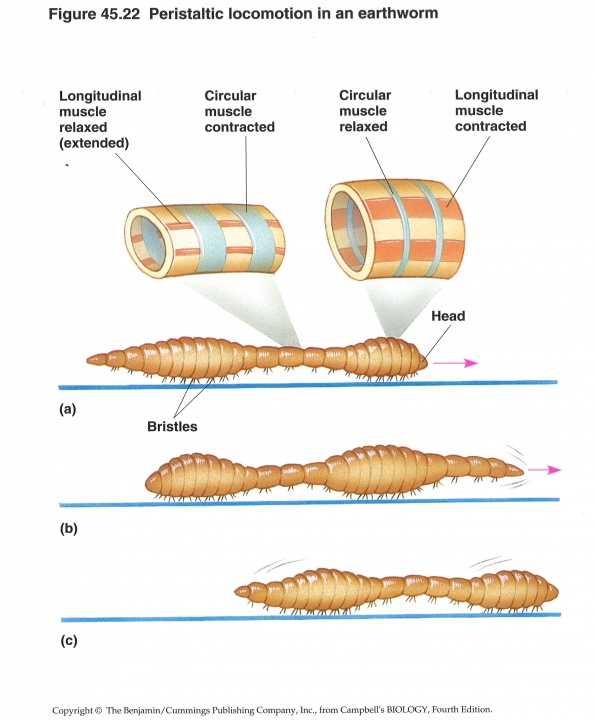 peristaltische beweging in regenworm