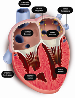 Afbeelding hart inwendig.
