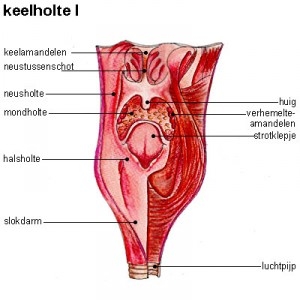 foto keelholte