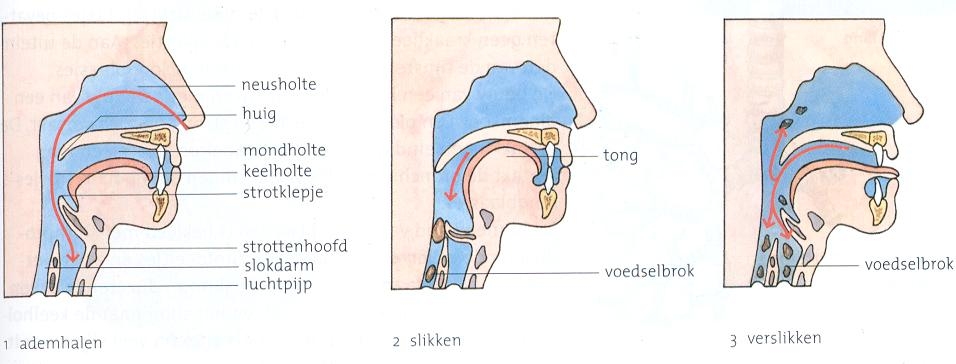 huig en strottenklepje figuur 3