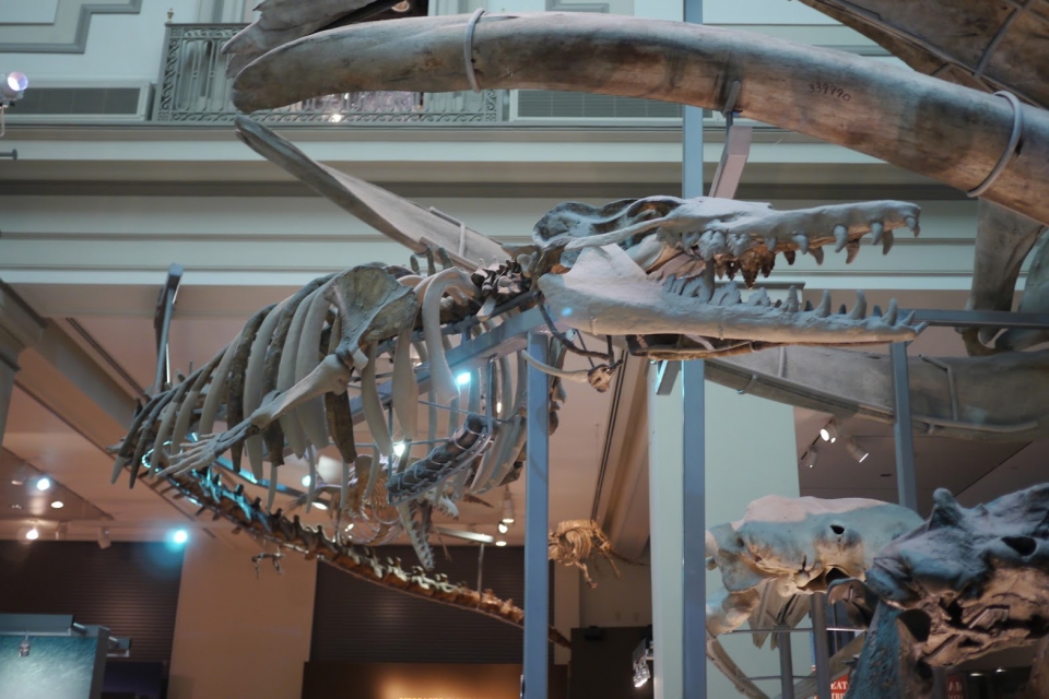 Smithsonian - Washington: Rhodocetus skeleton and cheekbone of modern whale (Photographer: JJ Wietsma)
