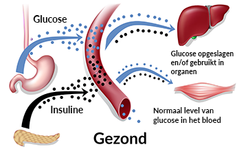 Afbeelding 7: Gezonde bloedsuikerspiegel