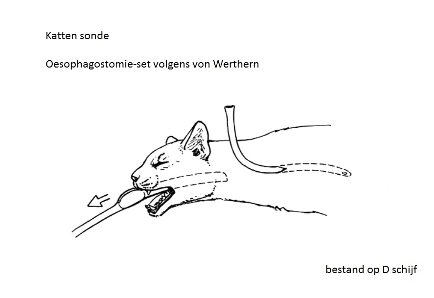 Oesophagale sonde (slokdarmsonde) bij de kat