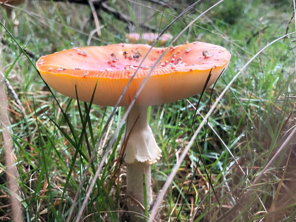 Welke onderdelen zien we?