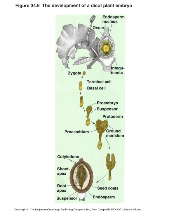 ontwikkeling plantenembryo