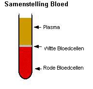 bloedplasma