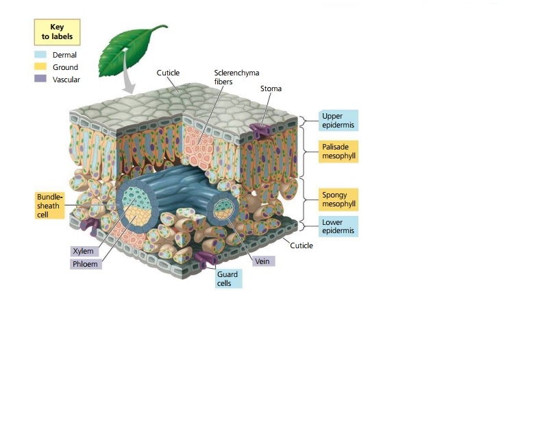 Dit is een schematische weergave van een blad. Dit is een blad van een bedektzadige plant.