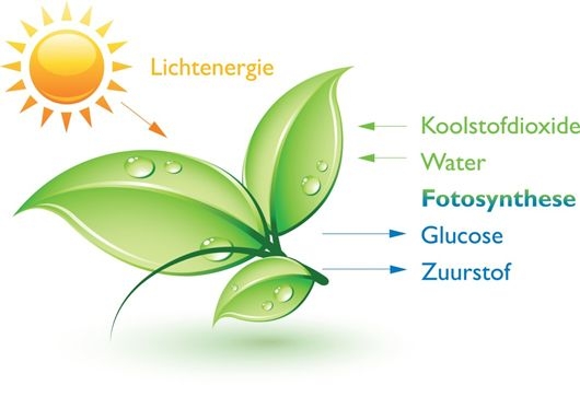 Proces van fotosynthese