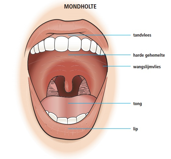 Bron: https://www.mst.nl/p/specialismen/hoofdhals/mondholtekanker/