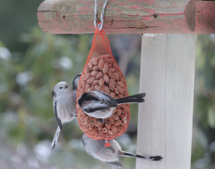 Staartmezen in de tuin