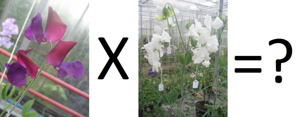 Welke kleur hebben de bloemen van de planten die deze kruising oplevert? Bron: CAH Vilentum.