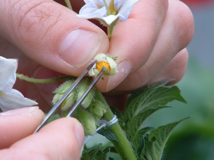 Figuur 11 Emasculeren van een bloem. Bron: CAH Vilentum