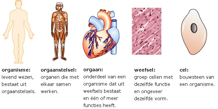 We kijken hier van links naar recht van groot naar klein. Het lichaam bestaat uit orgaanstelsels. Een orgaanstelsels bestaat uit organen, enzv.