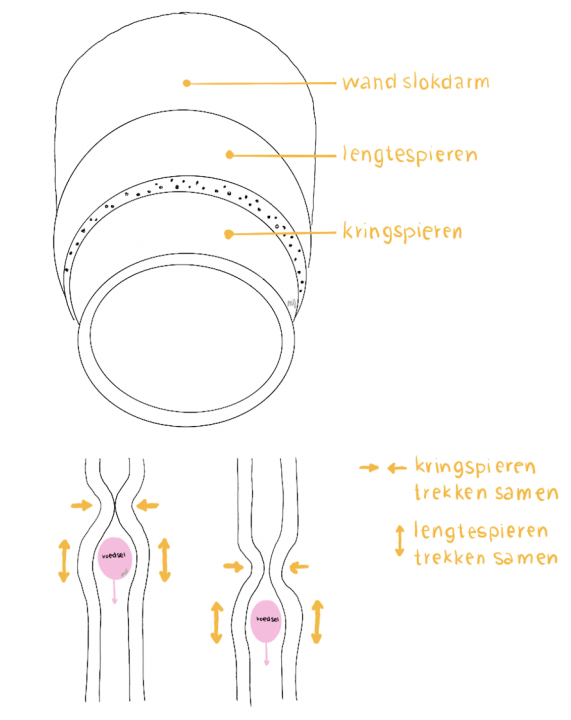 Bron 4: Kringspieren en lengtespieren trekken om de beurt samen