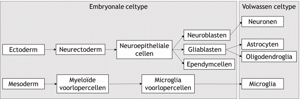 Figuur 8.6 Herkomst van de verschillende typen hersencellen (ontleend aan Larsen JW. Human Embryology. Derde druk. Philadelphia PA, Churchill Livingstone, 2001 en Sabogal-Guáqueta AM et al., Prog Neurobiol, 2020).