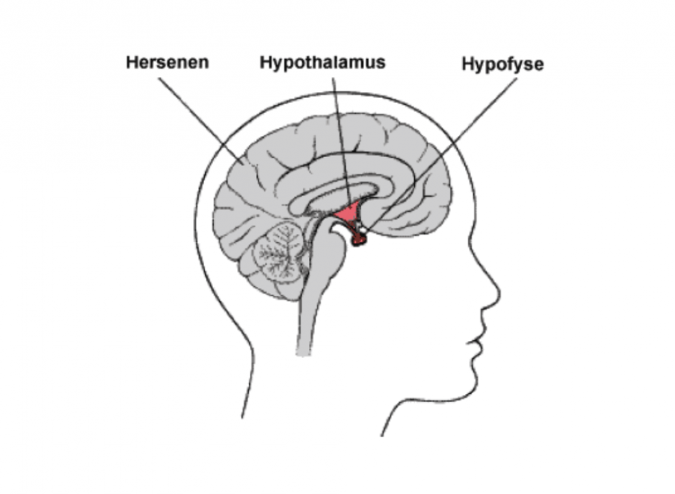 Afbeelding: hypothalamus
