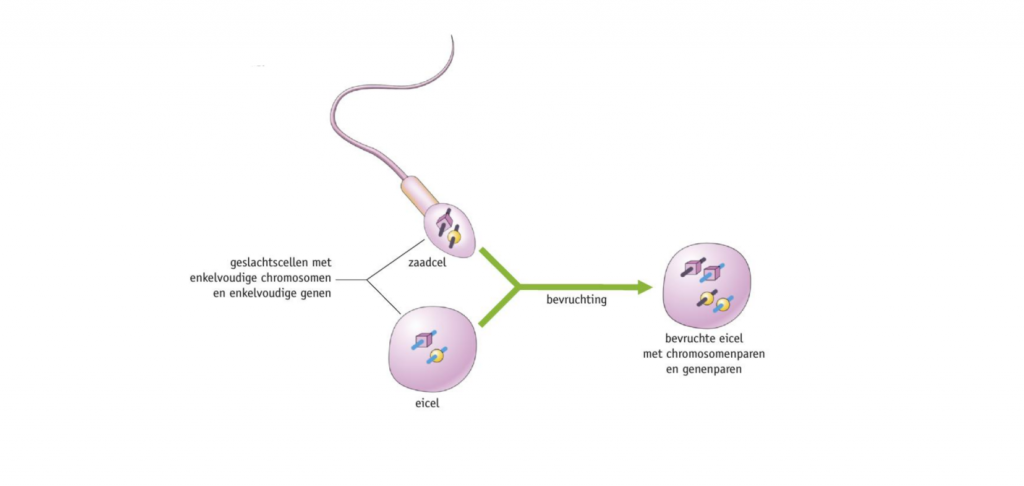 Afbeelding 3 bij bevruchtingen vormen enkelvoudige genen weer genenparen bron: Biologie voor jou