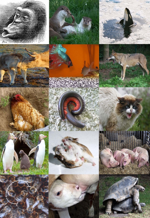 (http://en.wikipedia.org/wiki/Animal_communication)