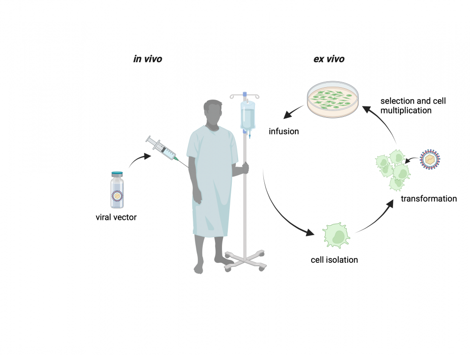 Figure 10.4: In vivo and ex vivo approaches in the gene therapy.