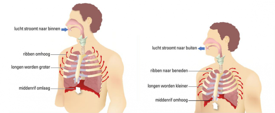 Afbeelding 1: Inademen en uitademen