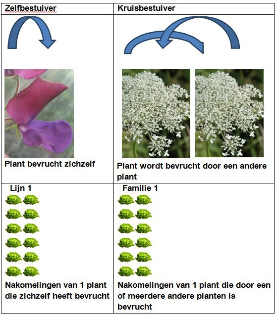 Het verschil tussen een lijn en een familie. Bron: CAH Vilentum.