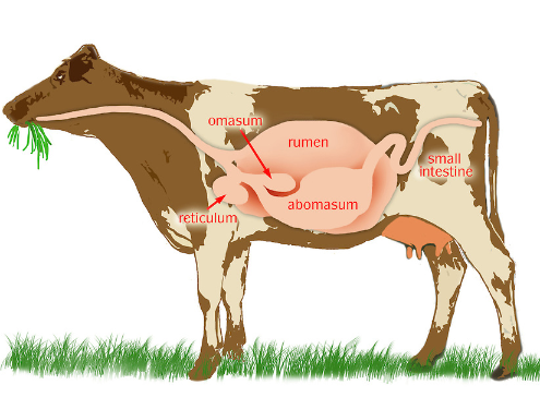 Vier magen van een koe