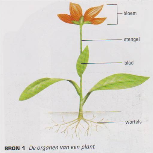 De onderdelen van een plant