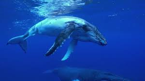 A humpback whale underwater