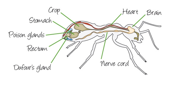 Anatomie mier