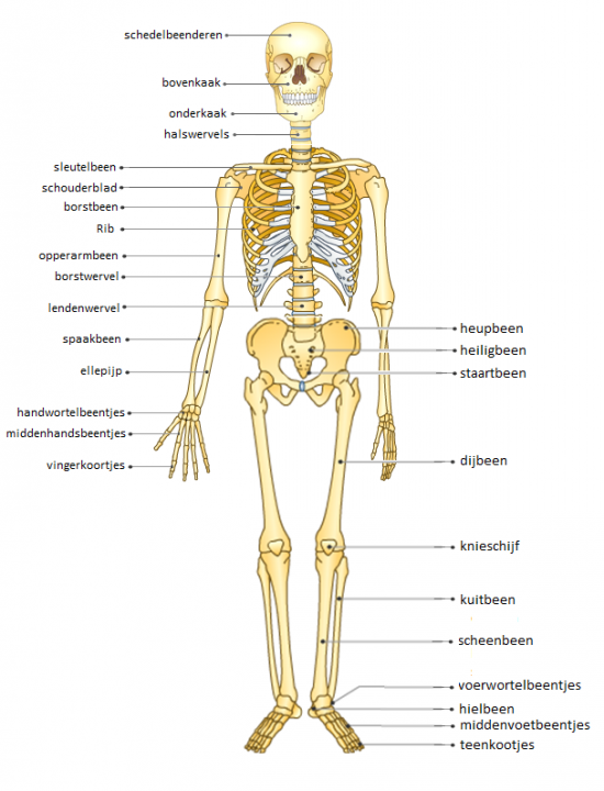 Een aantal onderdelen van het skelet