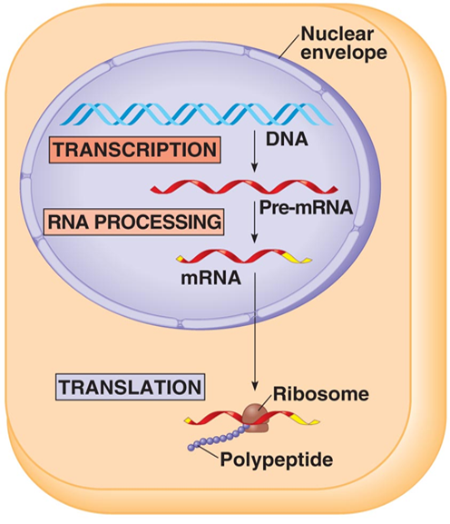 RNA en eiwitsynthese