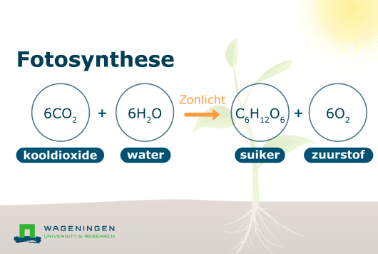 De formule van fotosynthese