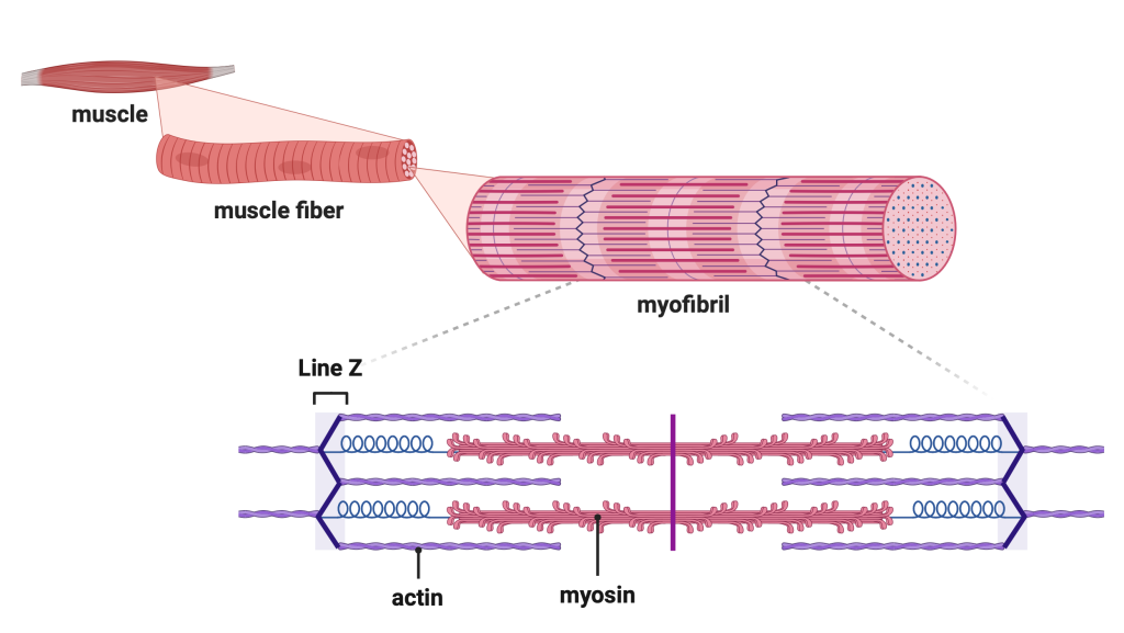 Figure 16.1 Structure of skeletal muscle. A muscle is composed of muscle fibers. A myofibril is a protein complex that represents the functional unit of a muscle fibre.