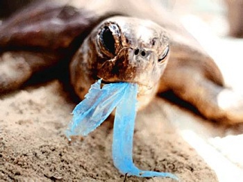 Schildpad eet plastic