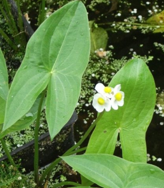 Sagittaria