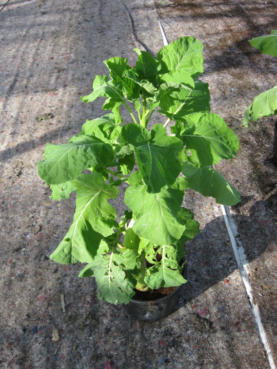 Kruising tussen een bloemkool en een wilde kool. Deze plant vormt geen kool. Om de plant meer eigenschappen van de bloemkool mee te geven, wordt nogmaals met een bloemkool gekruist. Bron Nickerson Zwaan.