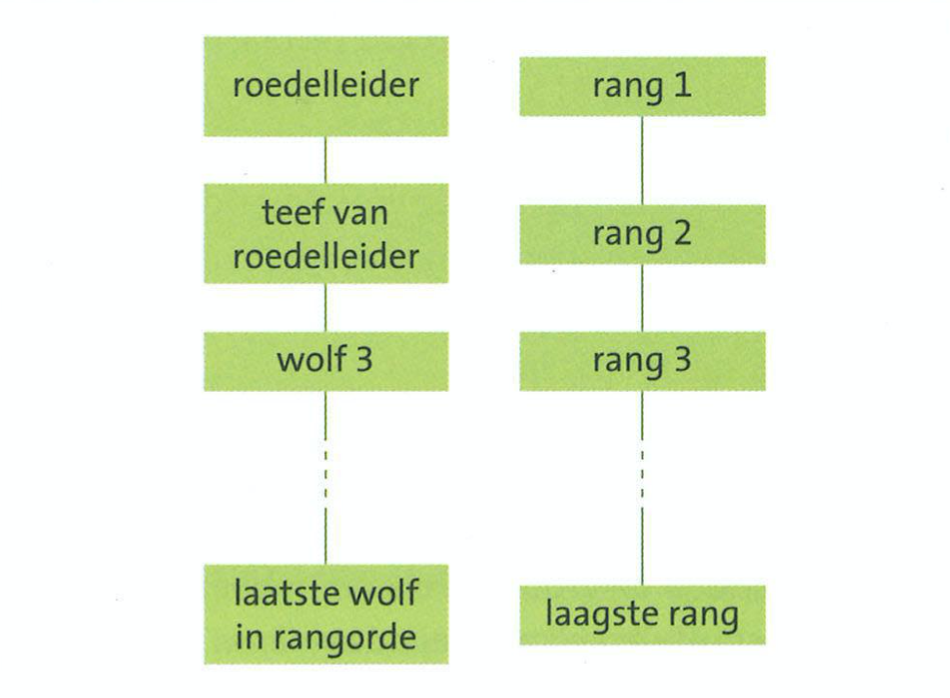           Rangorde wolven