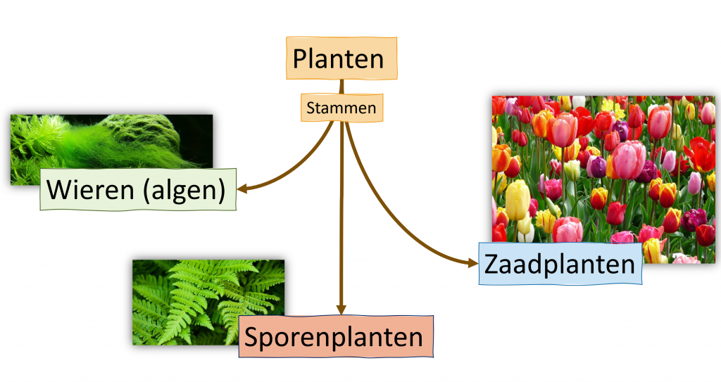 Stammen in het plantenrijk