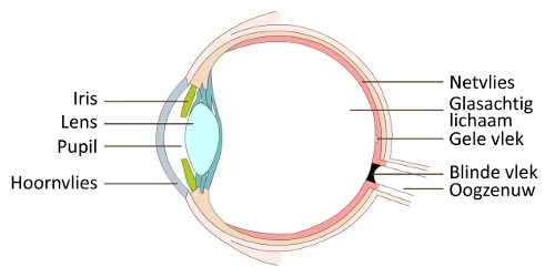 Bouw van het oog