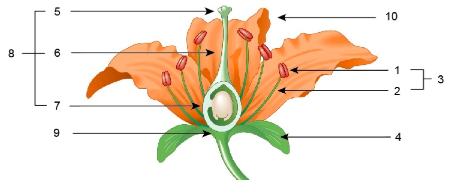 Onderdelen van een bloem (Pearson Education Inc, 2011)