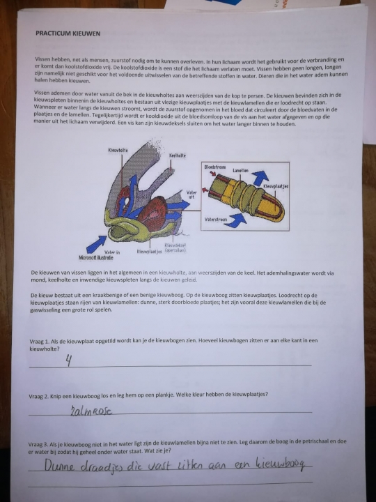 practicum kieuw dissectie