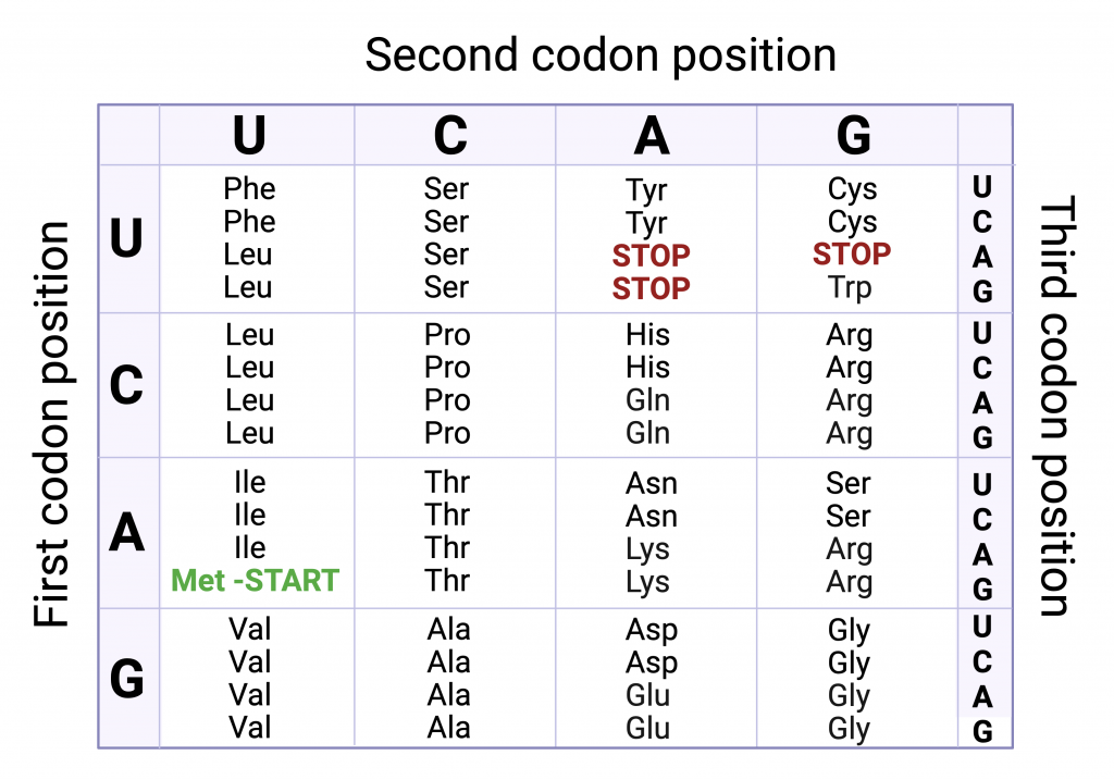 Figure 3.9 The genetic code. Individual codons code for one of 20 amino acids: phenylalanine (Phe), leucine (Leu), isoleucine (Ile), methionine (Met), valine (Val), serine (Ser), proline (Pro), threonine (Thr), alanine ( Ala), tyrosine (Tyr), histidine (His), glutamine (Glu), asparagine (Asn), lysine (Lys), aspartic acid (Asp), glutamic acid (Glu), cysteine (Cys), tryptophan (Trp), arginine (Arg), glycine (Gly).