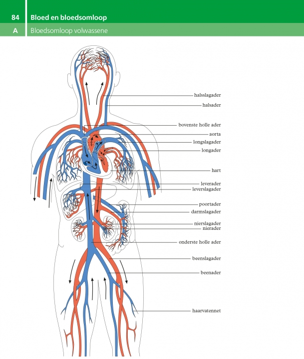 Afbeelding Bloedsomloop